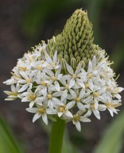 Scilla Peruviana White Moon
