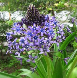 Scilla Peruviana