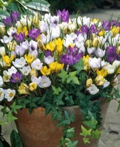 Species Crocus Mix
