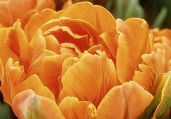 Tulip Orange Nassau