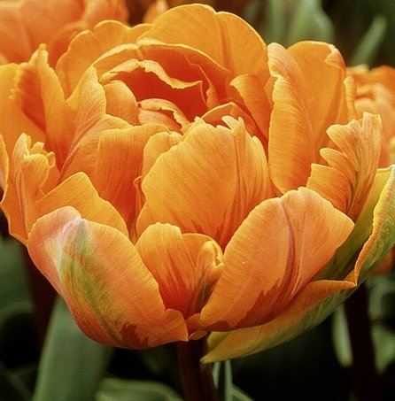 Tulip Orange Nassau