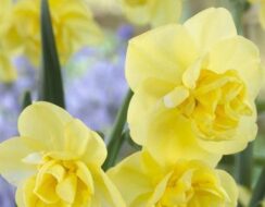 Narcissus Yellow Cheerfulness