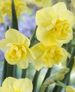 Narcissus Yellow Cheerfulness