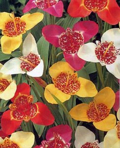 Tigridia mixed colours