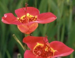 Tigridia Speciosa