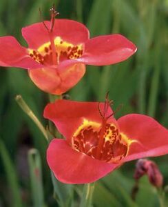 Tigridia Speciosa