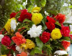 Begonia Cascade Mix, 5 colours