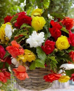 Begonia Cascade Mix, 5 colours