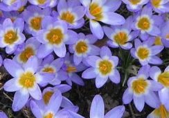 Crocus Tricolor