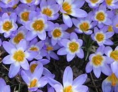 Crocus Tricolor