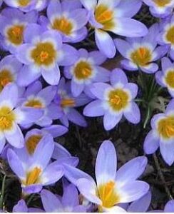 Crocus Tricolor
