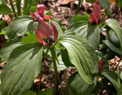 Trillium Recurvatum