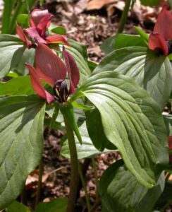 Trillium Recurvatum
