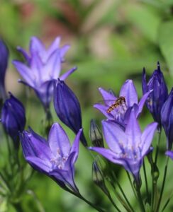Triteleia Corrina