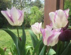 tulip Shirley