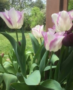 tulip Shirley