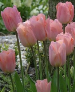Tulip Apricot Beauty