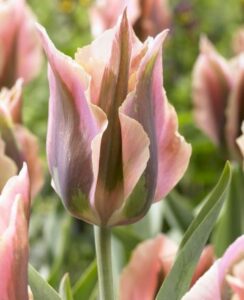 Tulip Artist