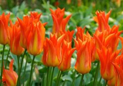 Tulip Ballerina