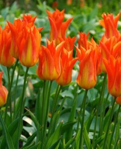 Tulip Ballerina