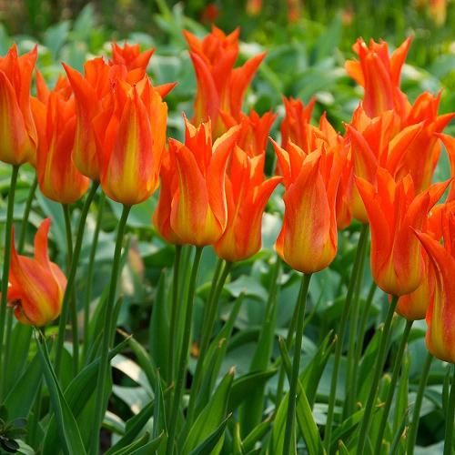 Tulip Ballerina Tulip Ballerina