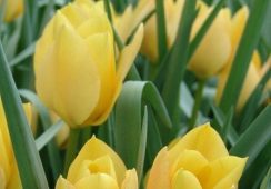 Tulip Batalinii Bright Gem