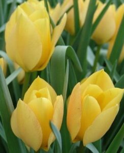 Tulip Batalinii Bright Gem