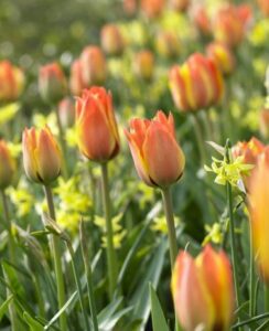 Tulip Cape Cod