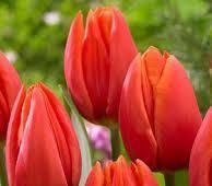 Tulip Orange Cassini