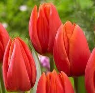 Tulip Orange Cassini