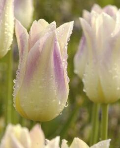 Tulip Elegant Lady