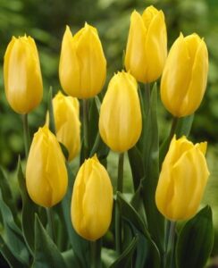 Tulip Big Smile