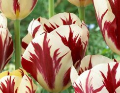 Tulip Grand Perfection