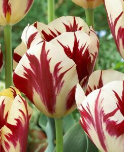 Tulip Grand Perfection