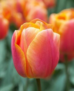 Tulip Jimmy