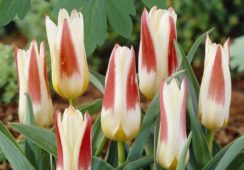 Tulip Johann Strauss