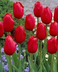 Tulip Kingsblood
