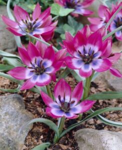 Tulip Little Beauty