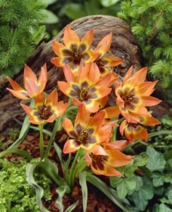 Tulip Little Princess