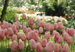 Tulip Menton