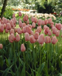 Tulip Menton