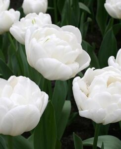 Tulip Mondial
