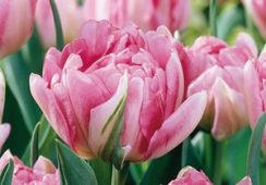 Tulip Peach Blossom