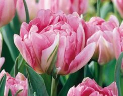 Tulip Peach Blossom