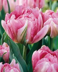 Tulip Peach Blossom