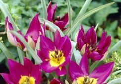 Tulip Persian Pearl