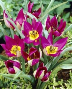 Tulip Persian Pearl