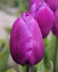 Tulip Purple Flag