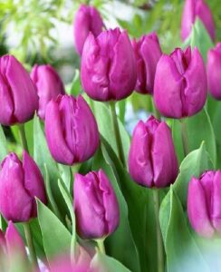 Tulip Purple Prince