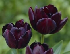 Tulip Queen Of The Night